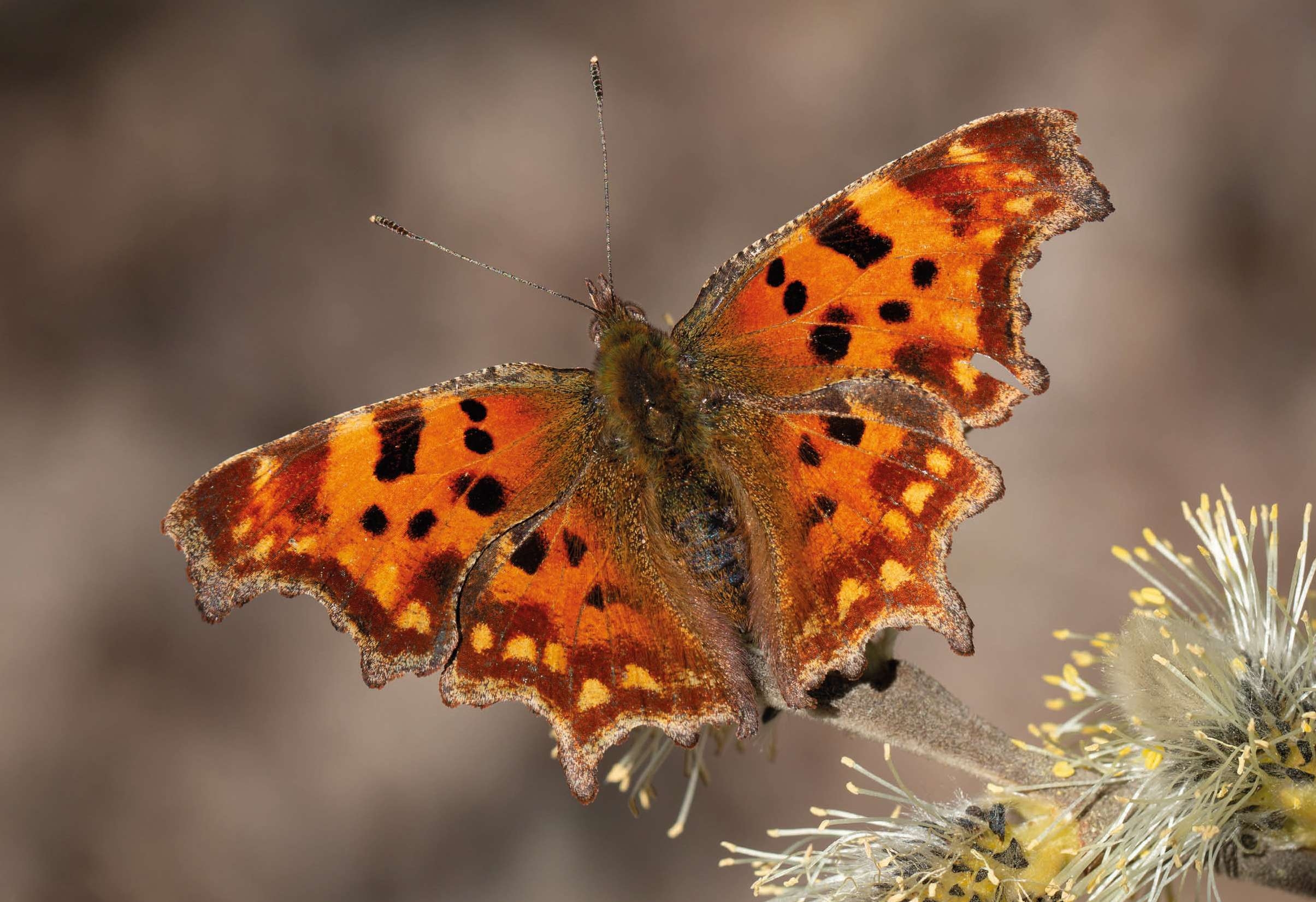 Krása motýlích křídel