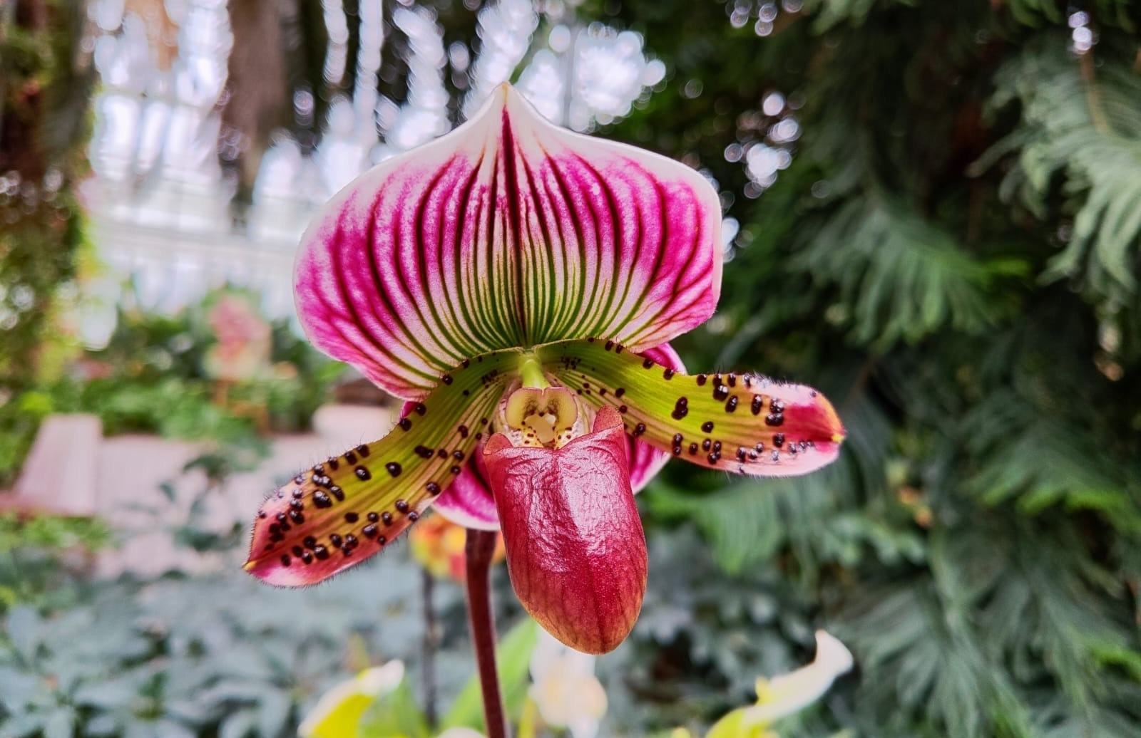 Orchideje, masožravé rostliny, bromélie a tilandsie