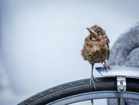 O víkendu foťte přírodu v našem městě, začíná City Nature Challenge 2026                                                              23. duben 2026