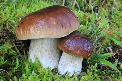Hřibovité houby v jižních Čechách