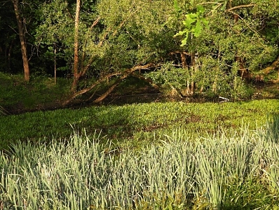 Přírodovědná vycházka "Výprava k Tůním u Špačků"